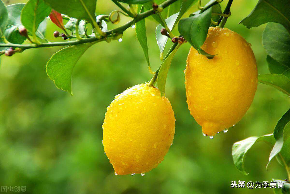 治愈系美食分享 | 可爱的肉松小狮纸杯蛋糕~快手简单配方&教程