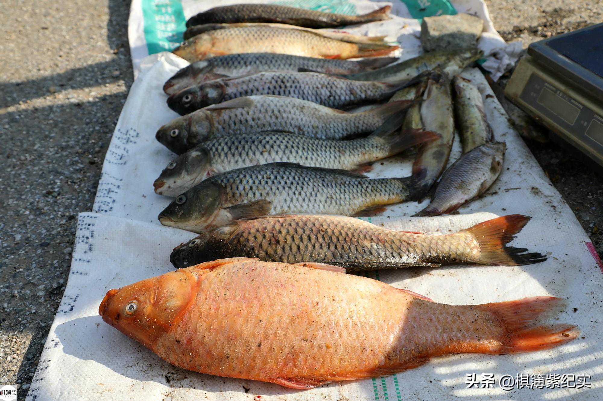 河海两活水的野生鱼，主人说一斤只卖三五元，这么便宜为什么？