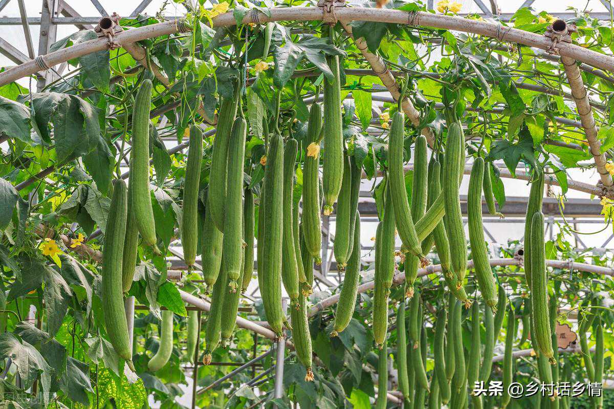 黄瓜、丝瓜为啥出现弯瓜和尖瓜？如何解决？老农教你三个方法