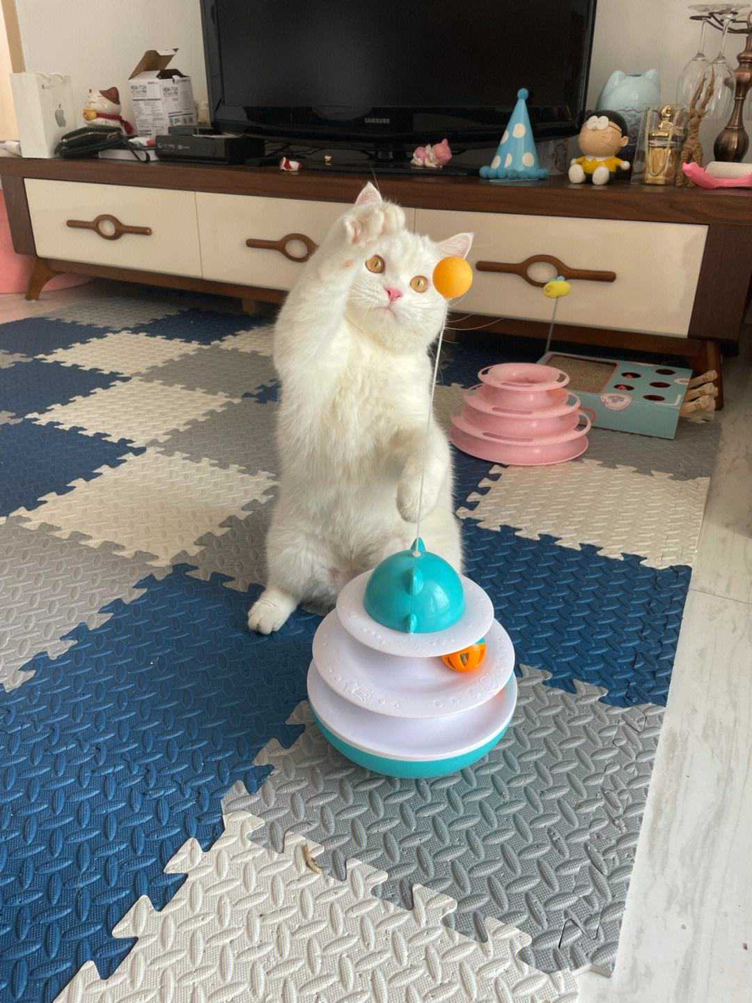 一只猫在你家过得“滋润”，会有这几种表现，你家猫全中了吗